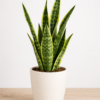 Snake Plant – Indoor Air Purifying Plant