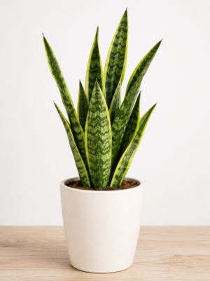 ChatGPT Image Sep 3, 2026, 07_30_45 PM Snake Plant – Indoor Air Purifying Plant