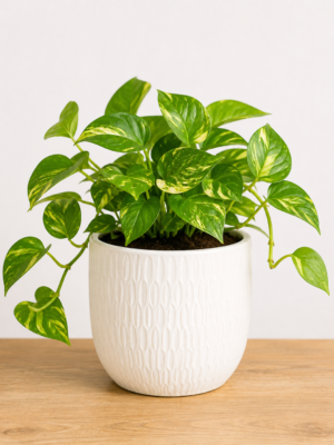 ChatGPT Image Sep 3, 2026, 07_32_29 PM Money Plant with Designer Pot