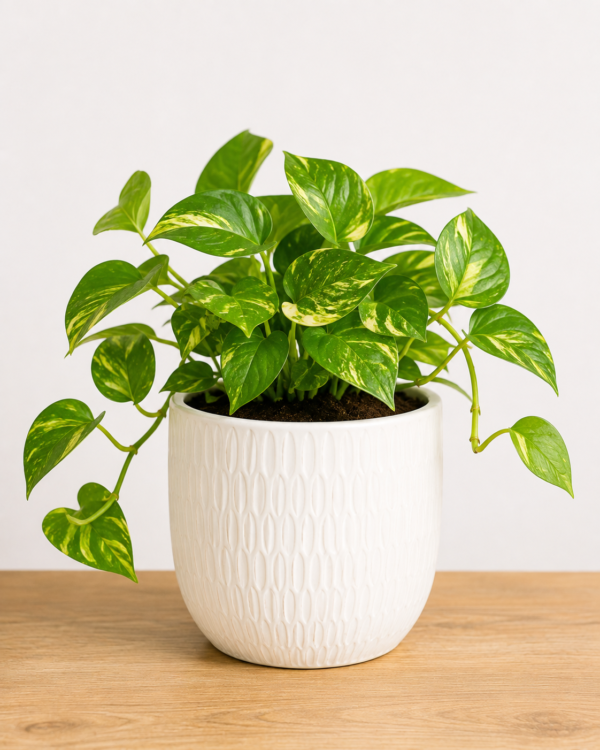 Money Plant with Designer Pot
