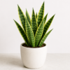 Snake Plant – Indoor Air Purifying Plant