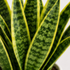 Snake Plant – Indoor Air Purifying Plant