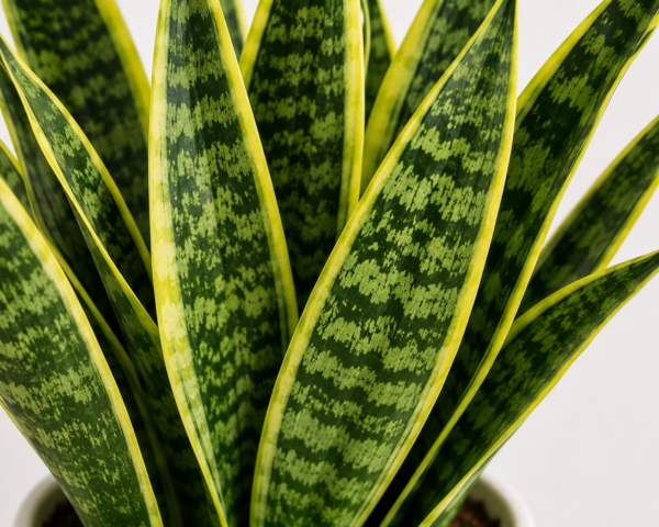 Snake Plant – Indoor Air Purifying Plant