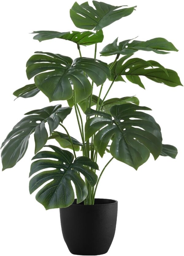 Office plants Combo
