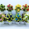 Office plants Combo