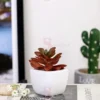mini Dwarf ZZ Plant