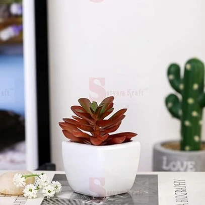 mini Dwarf ZZ Plant