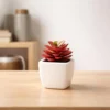 mini Dwarf ZZ Plant