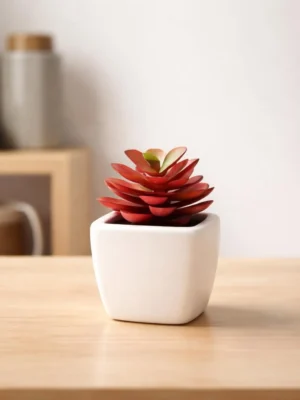 mini01.png mini Dwarf ZZ Plant