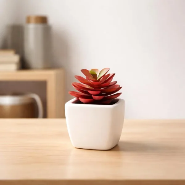 mini Dwarf ZZ Plant
