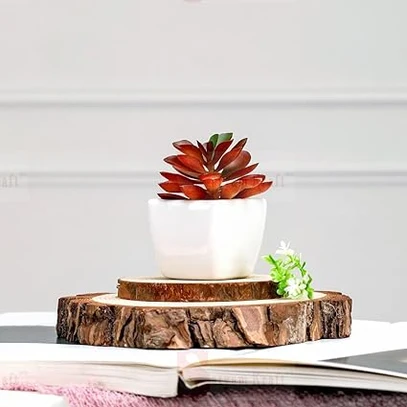 mini Dwarf ZZ Plant