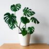 New Indoor plants