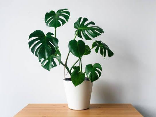 New Indoor plants