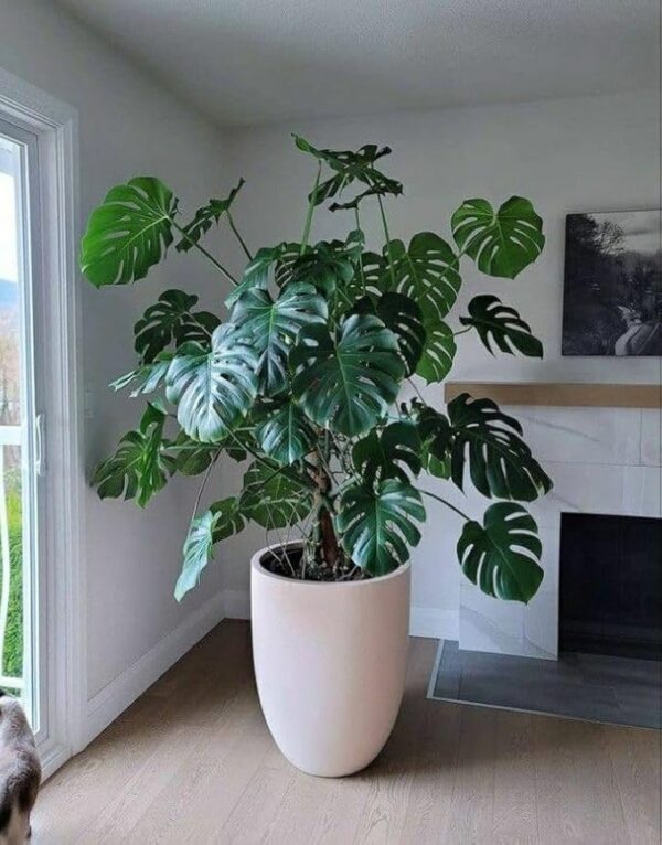 New Indoor plants