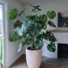 New Indoor plants