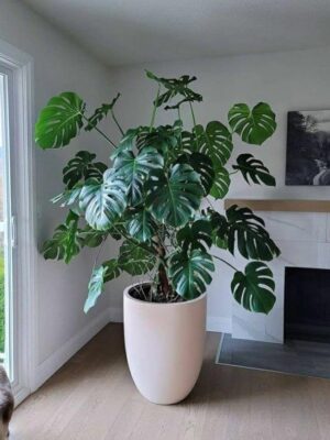 plant1 New Indoor plants