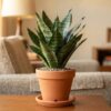Air-Purifying Succulent