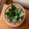 Air-Purifying Succulent