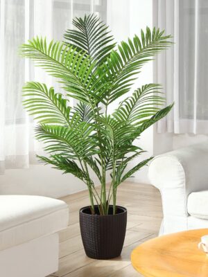 v1 Areca Palm (Dypsis Lutescens / Butterfly Palm / Golden Cane Palm)