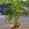 Areca Palm (Dypsis Lutescens / Butterfly Palm / Golden Cane Palm)
