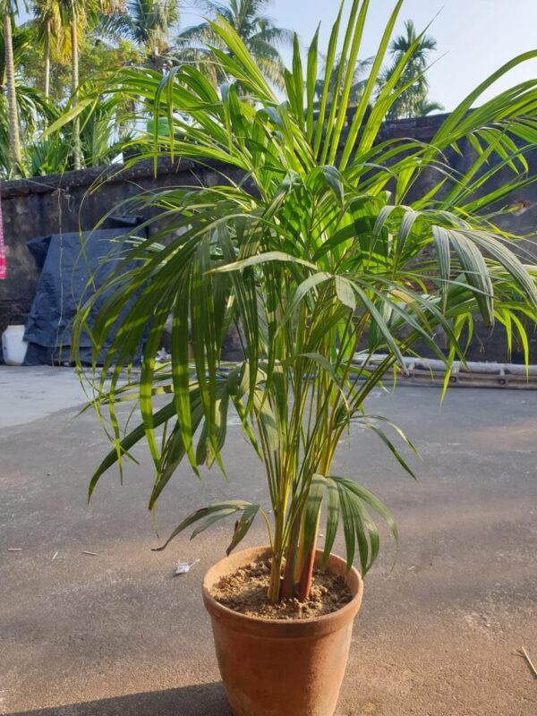 Areca Palm (Dypsis Lutescens / Butterfly Palm / Golden Cane Palm)