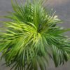 Areca Palm (Dypsis Lutescens / Butterfly Palm / Golden Cane Palm)