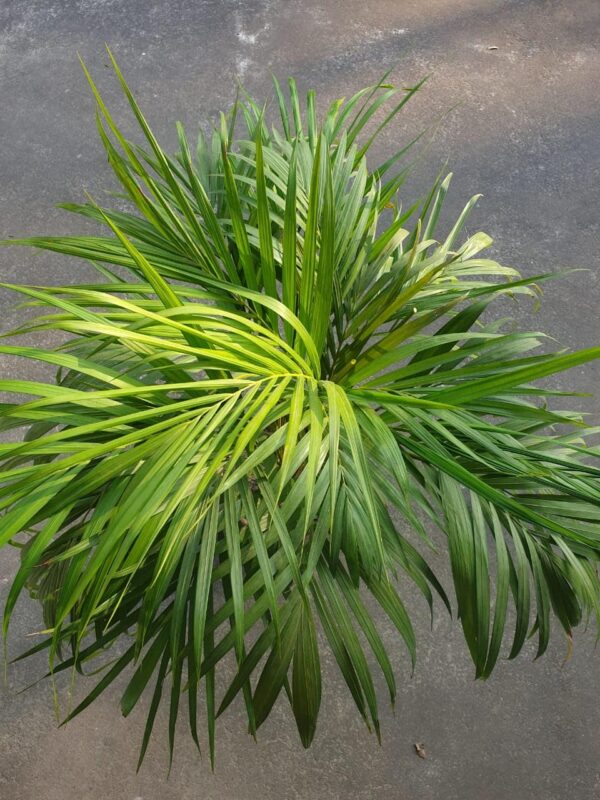 Areca Palm (Dypsis Lutescens / Butterfly Palm / Golden Cane Palm)