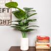 Office plants Combo