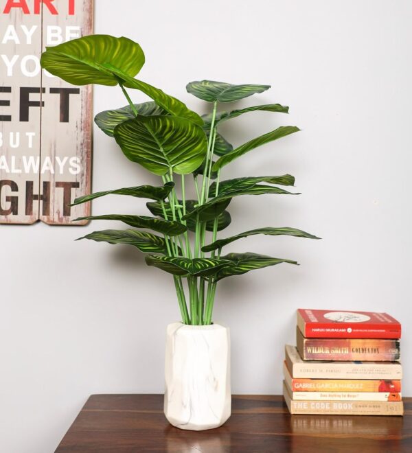 Office plants Combo